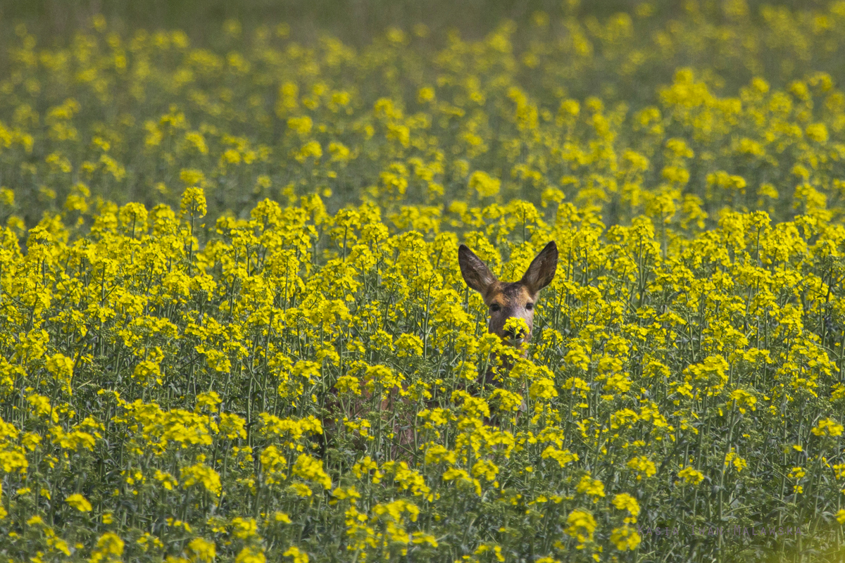 Roe, Deer, Capreolus, capreolus