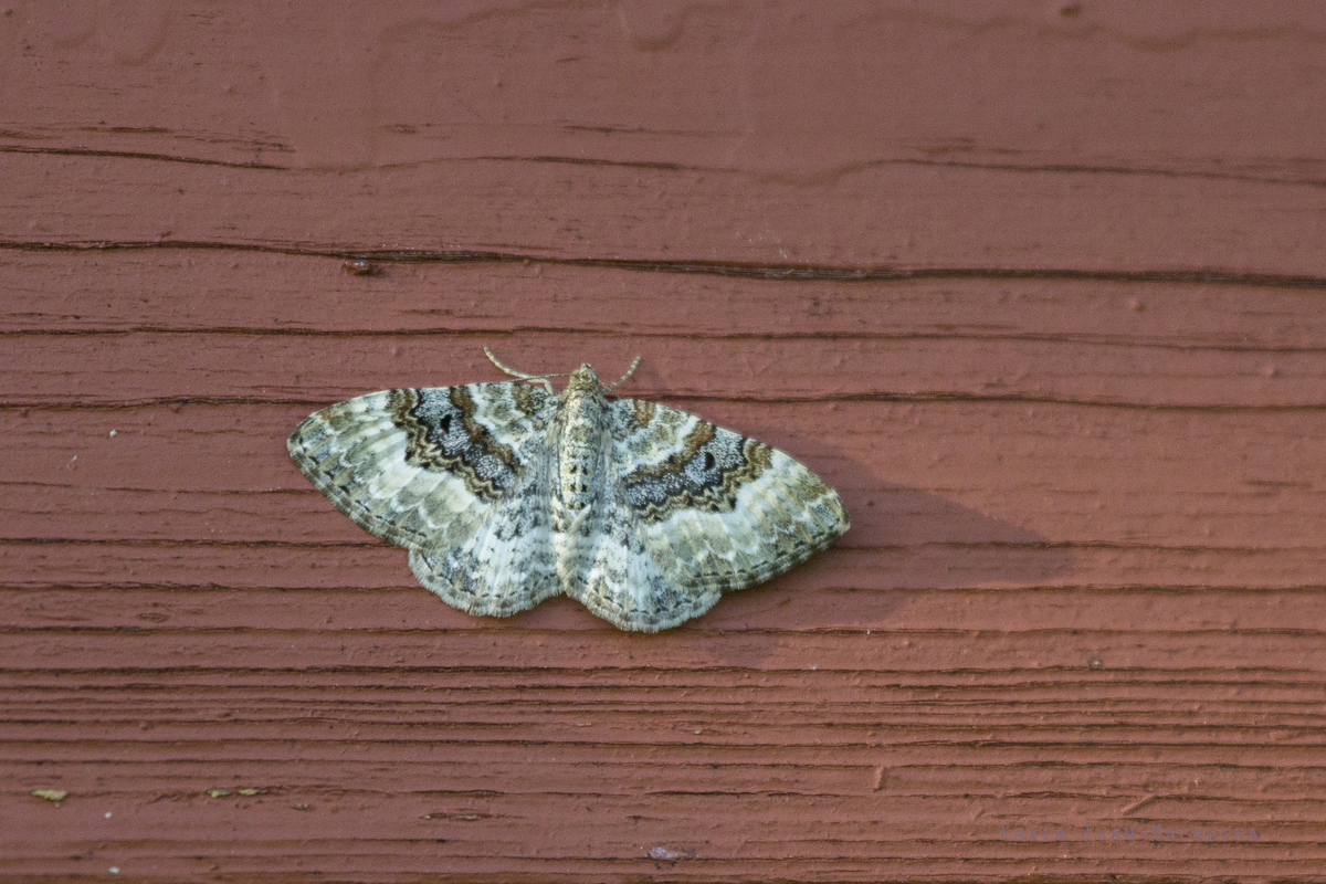Epirrhoe, alternata, Common, Carpet, lepidoptera