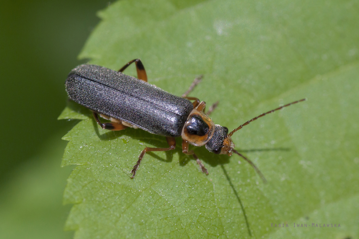 Cantharis, nigricans, coleoptera