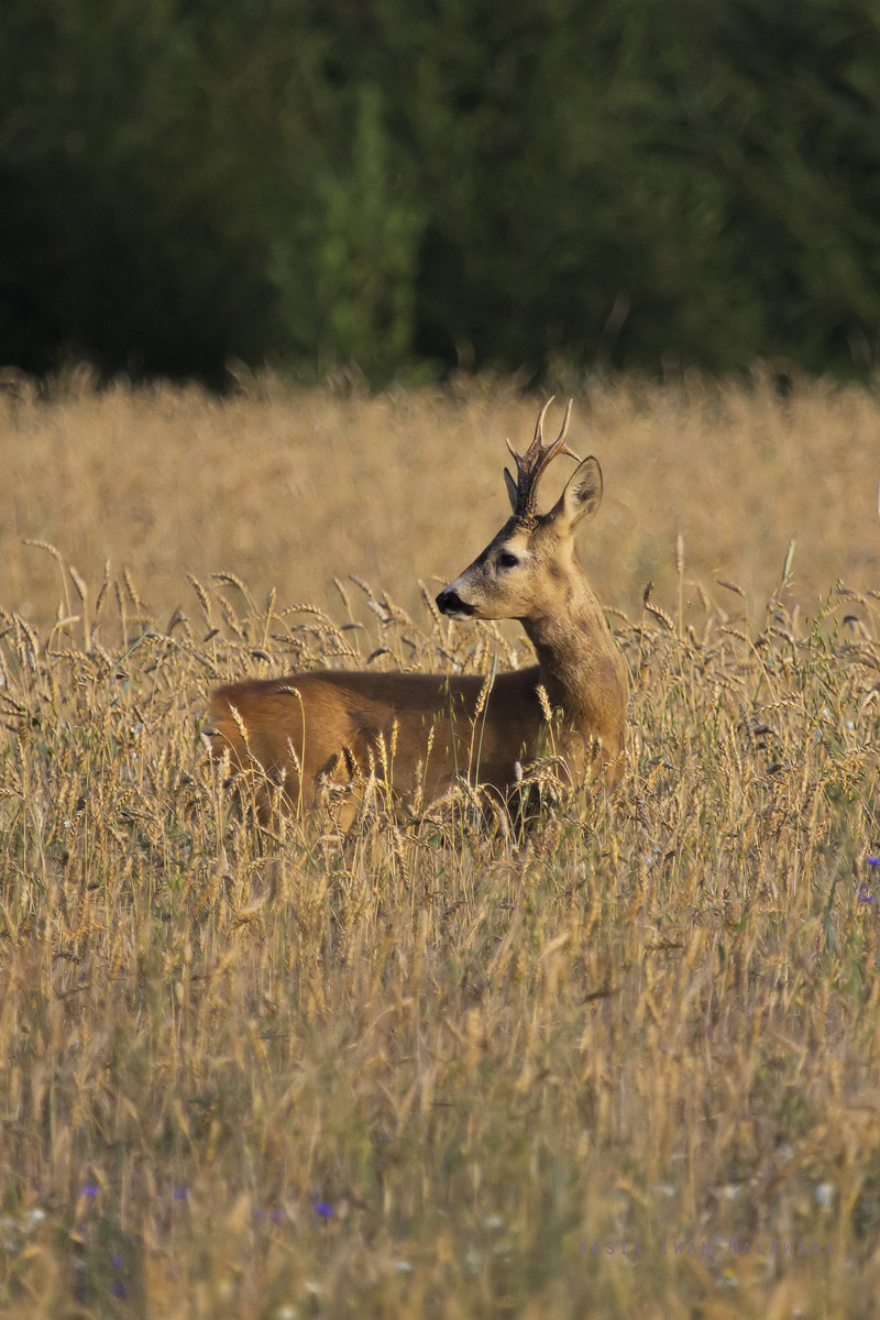 Roe, Deer, Capreolus, capreolus