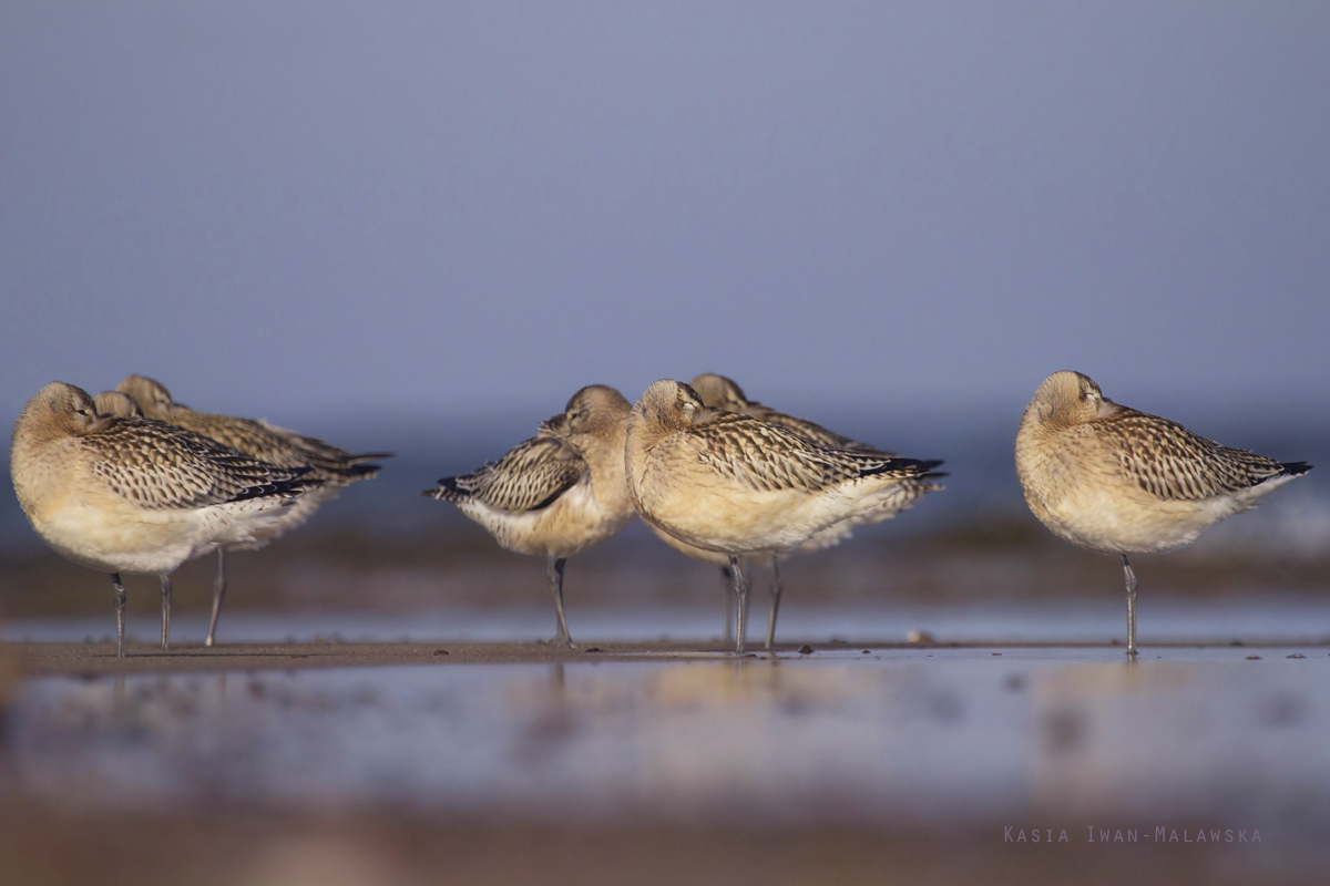 Bar-tailed, Godwit, Limosa, lapponica