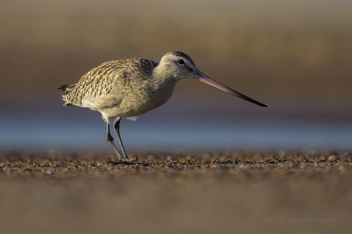 Bar-tailed, Godwit, Limosa, lapponica