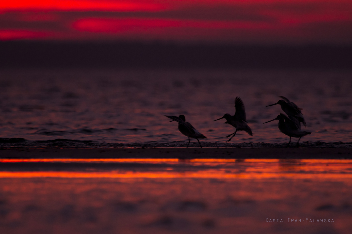 Bar-tailed, Godwit, Limosa, lapponica