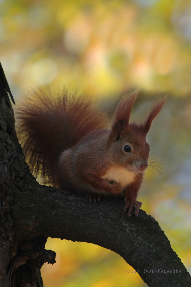 Wiewirka, Sciurus, vulgaris, pospolita, ssaki