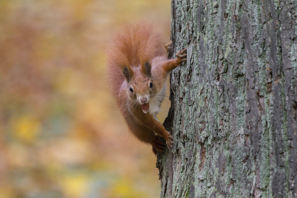 Wiewirka, Sciurus, vulgaris, pospolita, ssaki