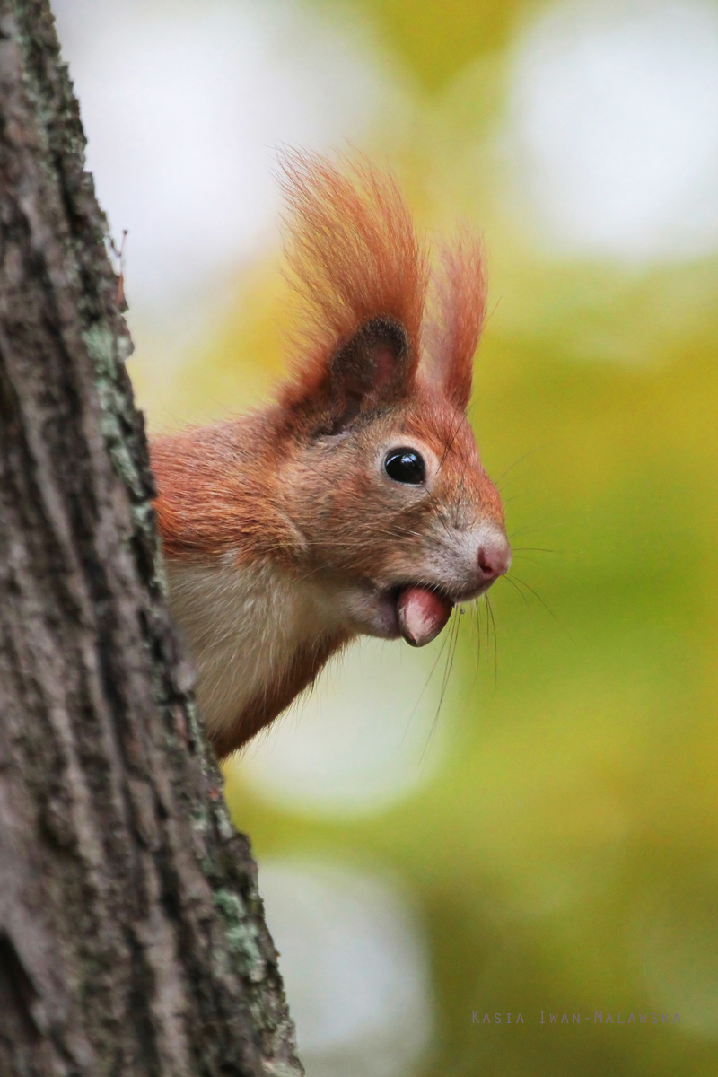 Wiewirka, Sciurus, vulgaris, pospolita, ssaki