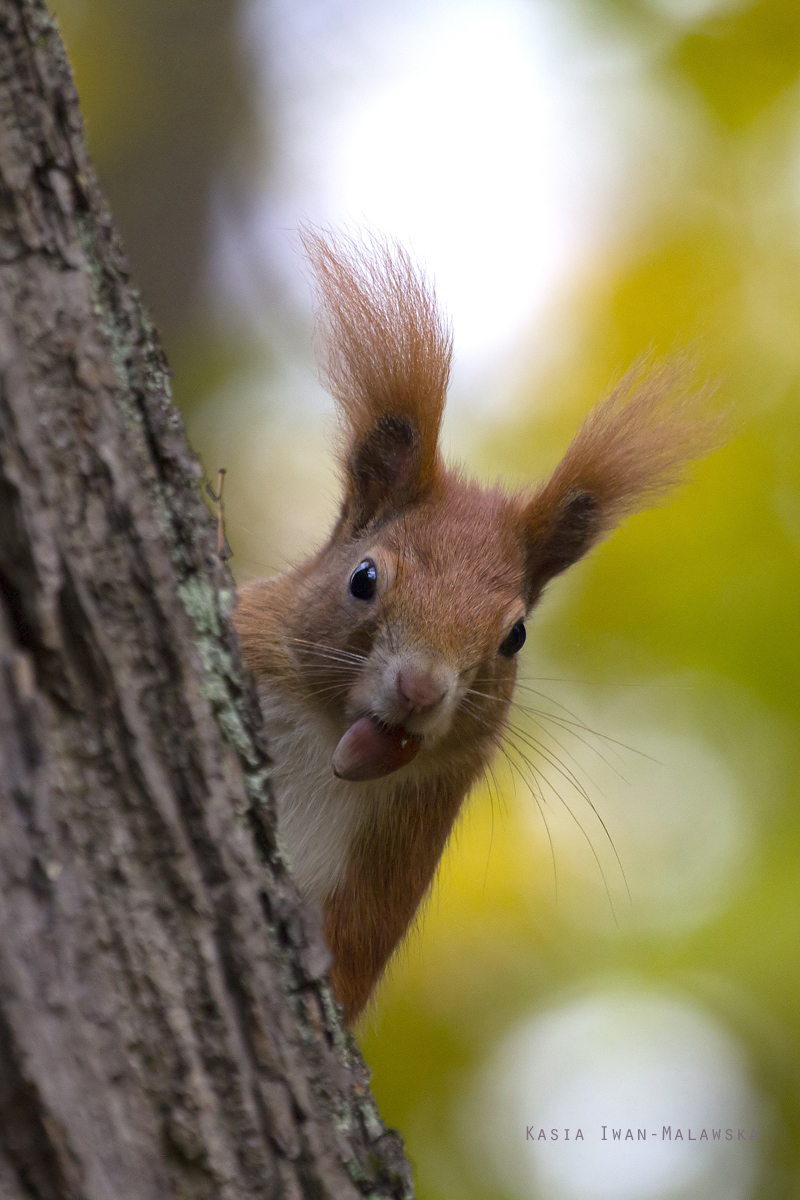 Wiewirka, Sciurus, vulgaris, pospolita, ssaki