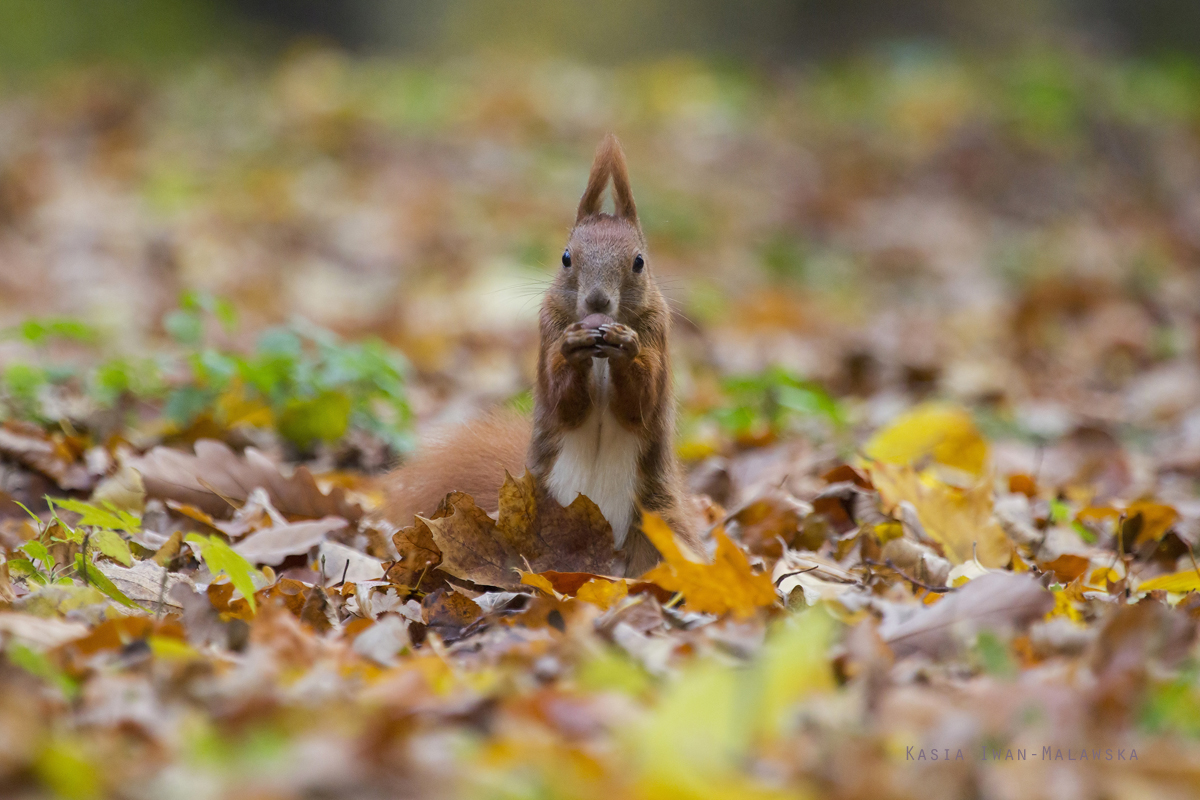 Wiewirka, Sciurus, vulgaris, pospolita, ssaki