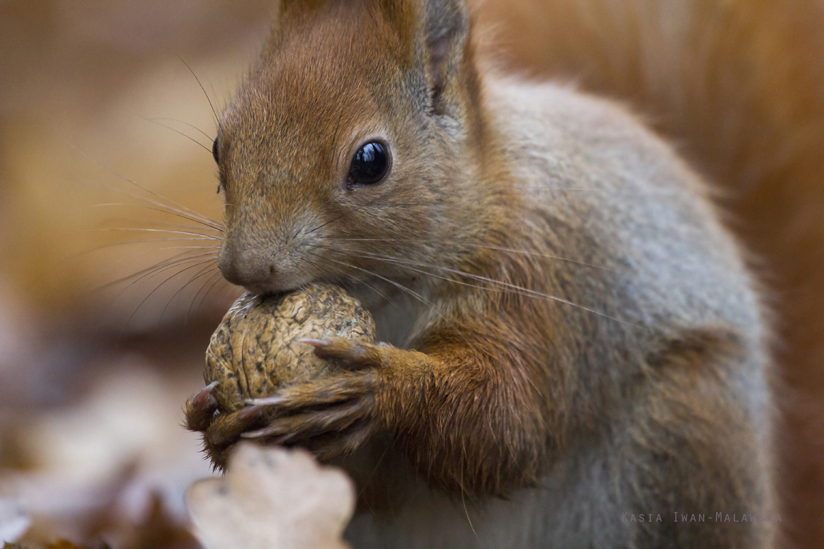 Wiewirka, Sciurus, vulgaris, pospolita, ssaki