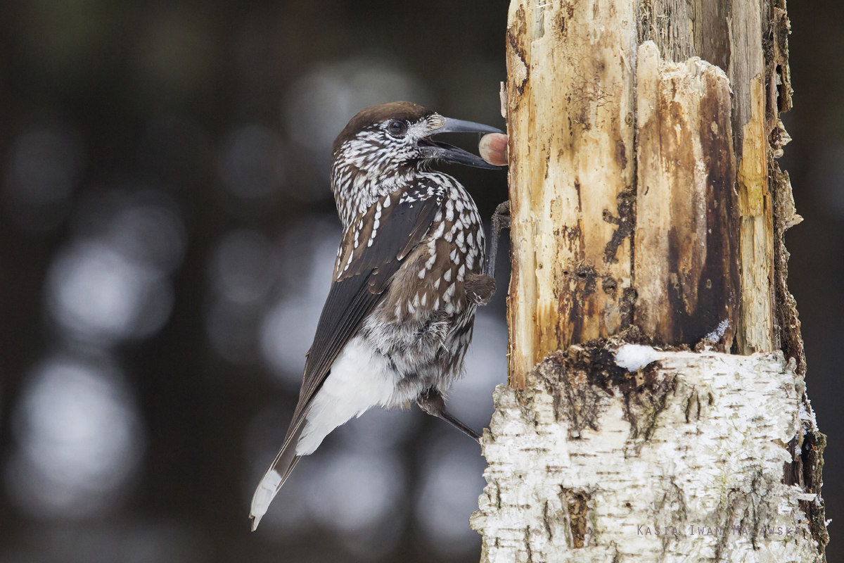 Spotted, Nucifraga, caryocatactes, Eurasian, Nutcracker