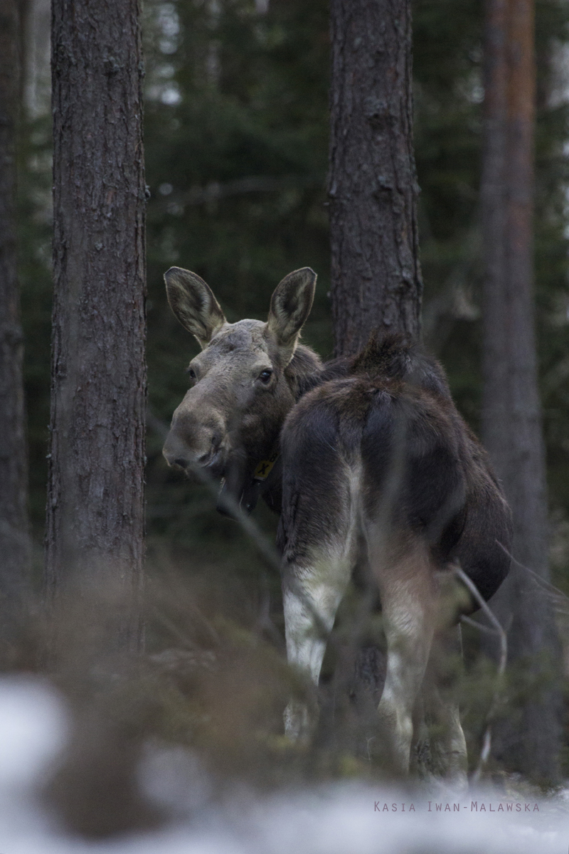 elk, Eurasian, Elk, Alces, alces