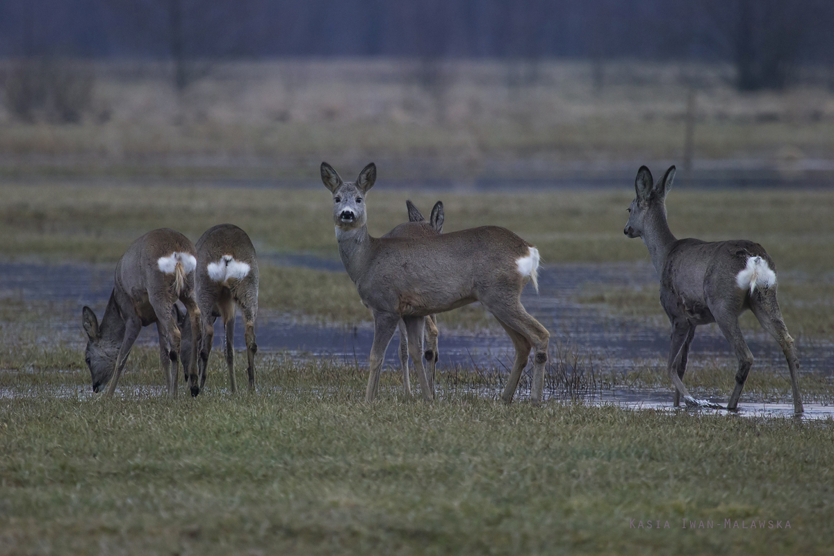 Sarna, Capreolus, capreolus, ssaki