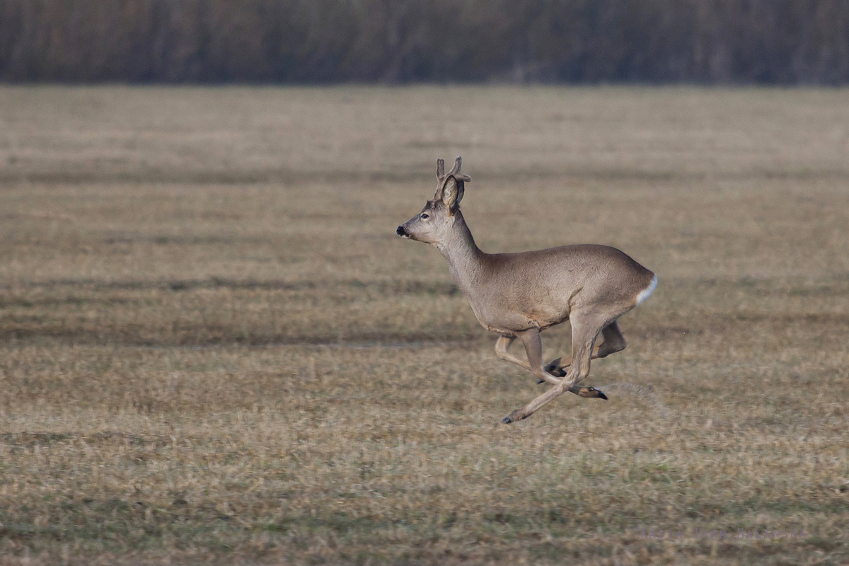 Sarna, Capreolus, capreolus, ssaki