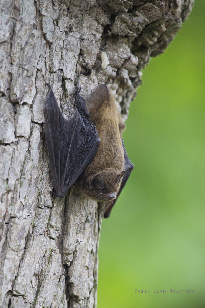 bat, Daubenton's, Bat, Myotis, daubentonii