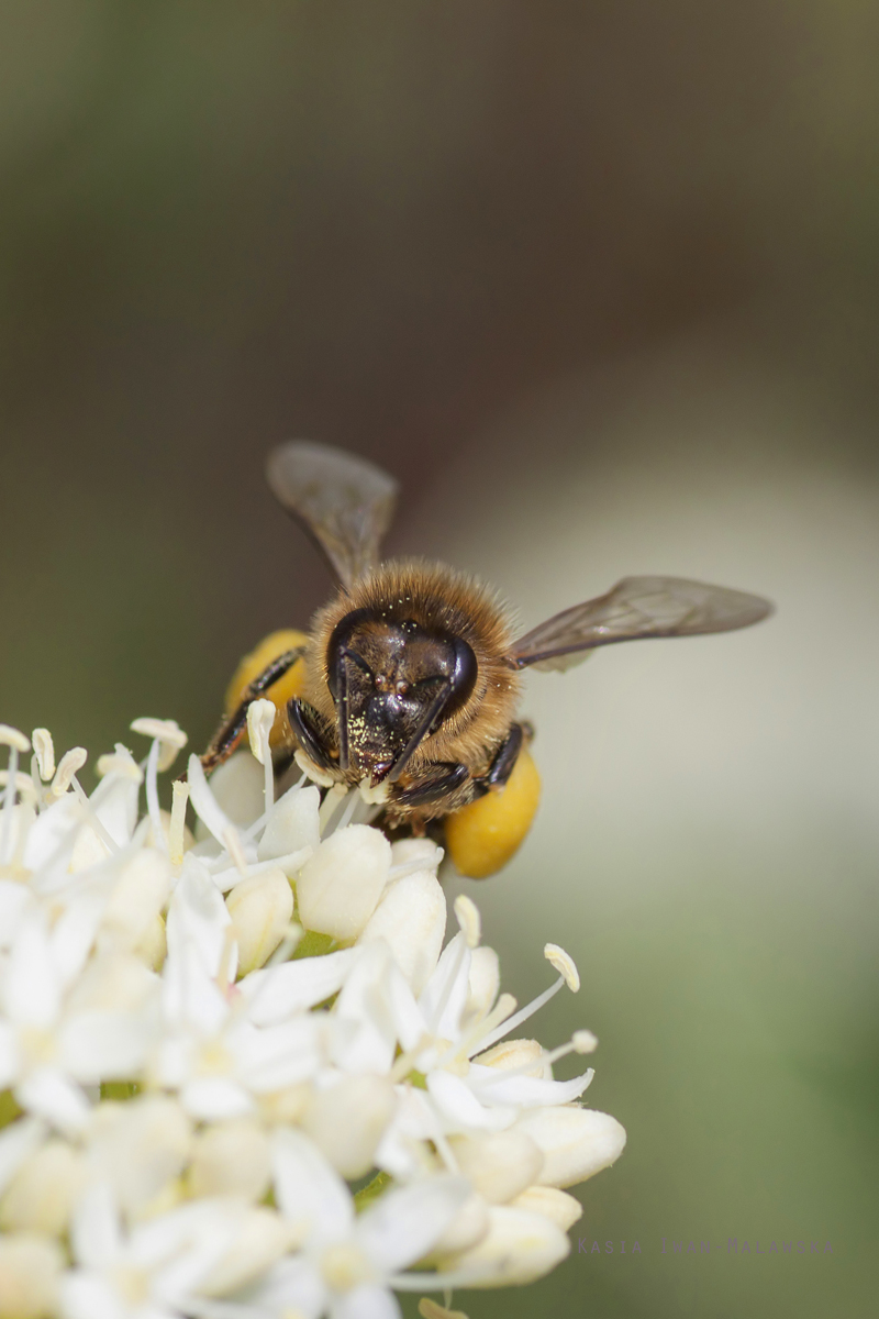 Apis, mellifera, Western, European, Honey, Bee, hymenoptera