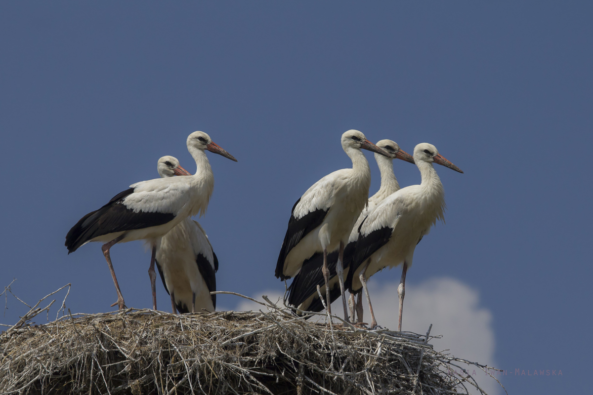 White, Stork, Ciconia, ciconia