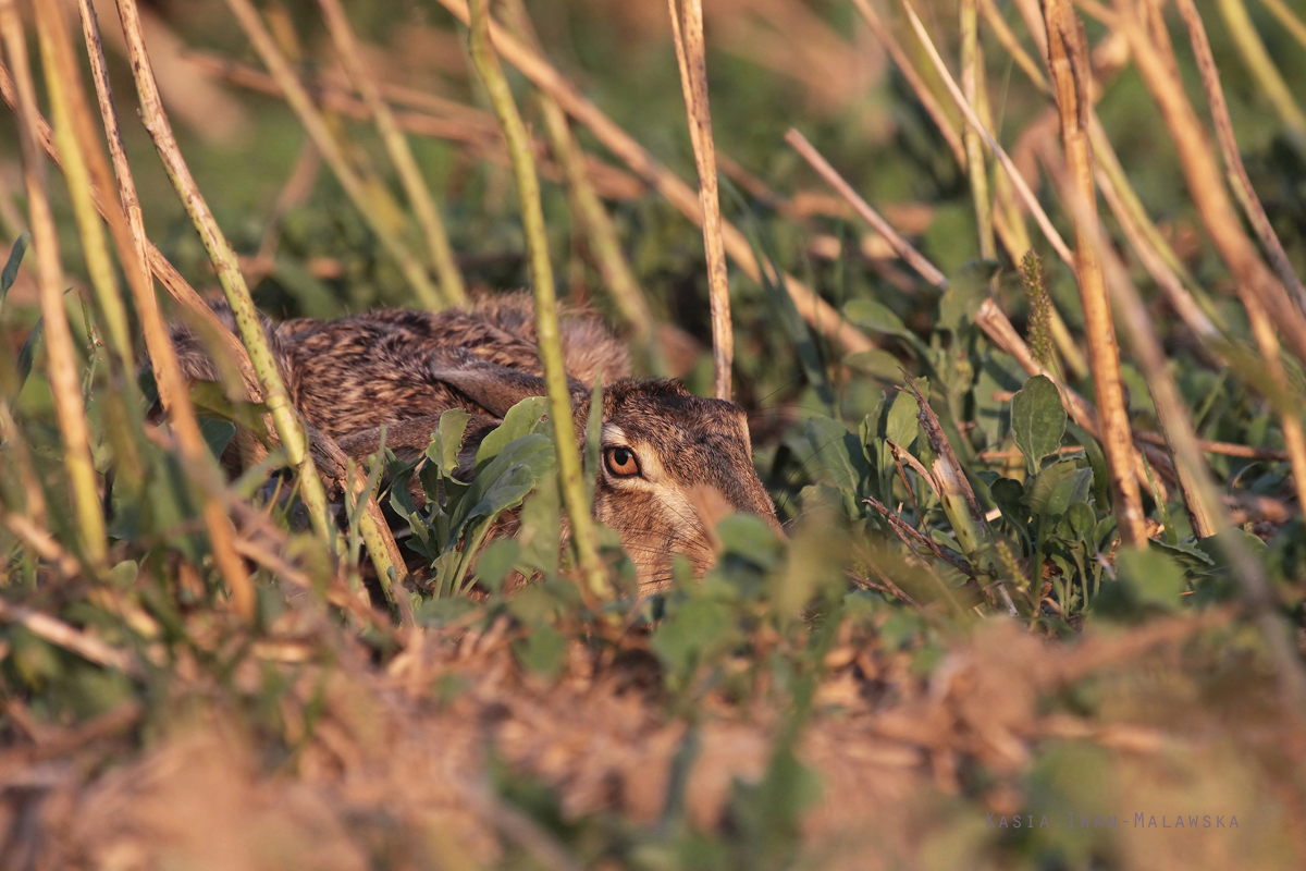 Zajc, szarak, Lepus, europaeus, ssaki