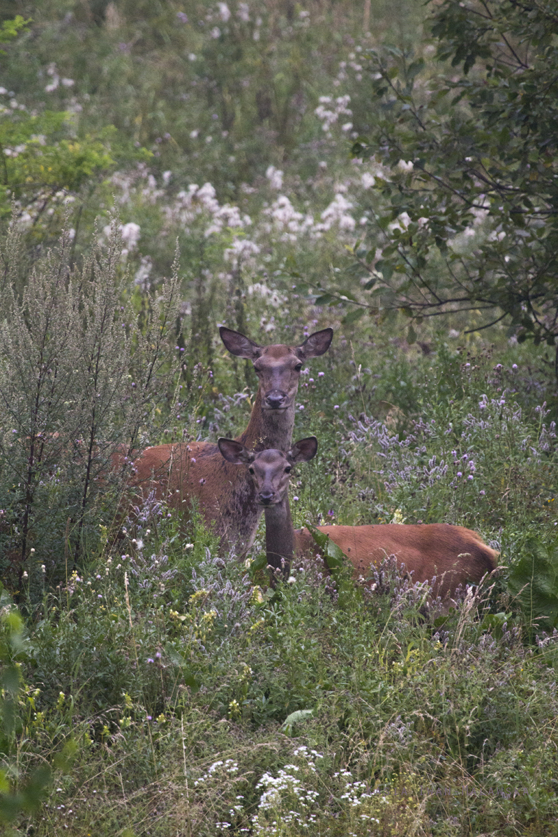 Red, Deer, Cervus, elaphus