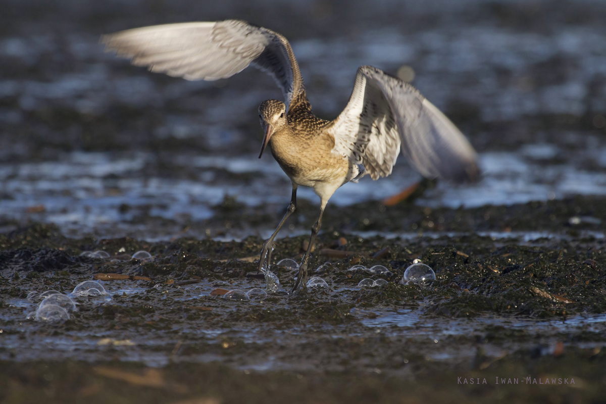 Bar-tailed, Godwit, Limosa, lapponica