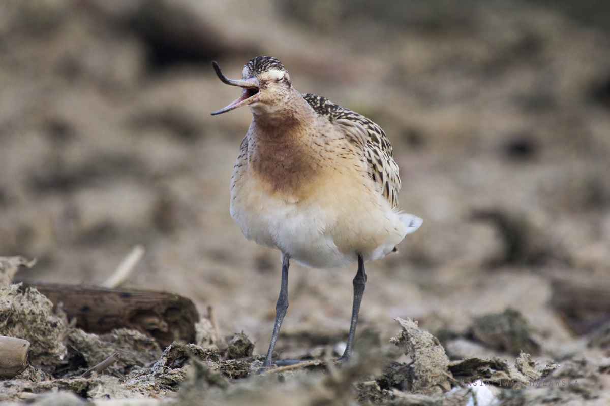 Bar-tailed, Godwit, Limosa, lapponica