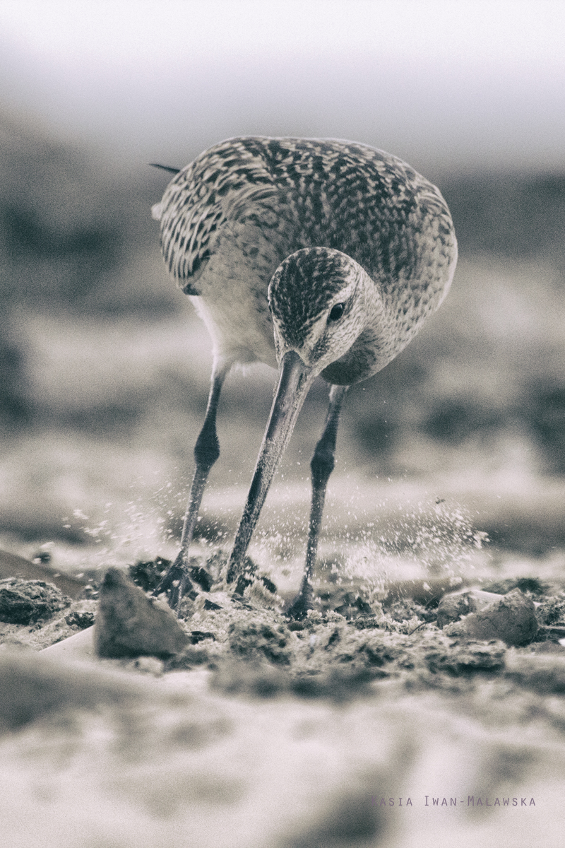 Limosa, lapponica, Bar-tailed, Godwit