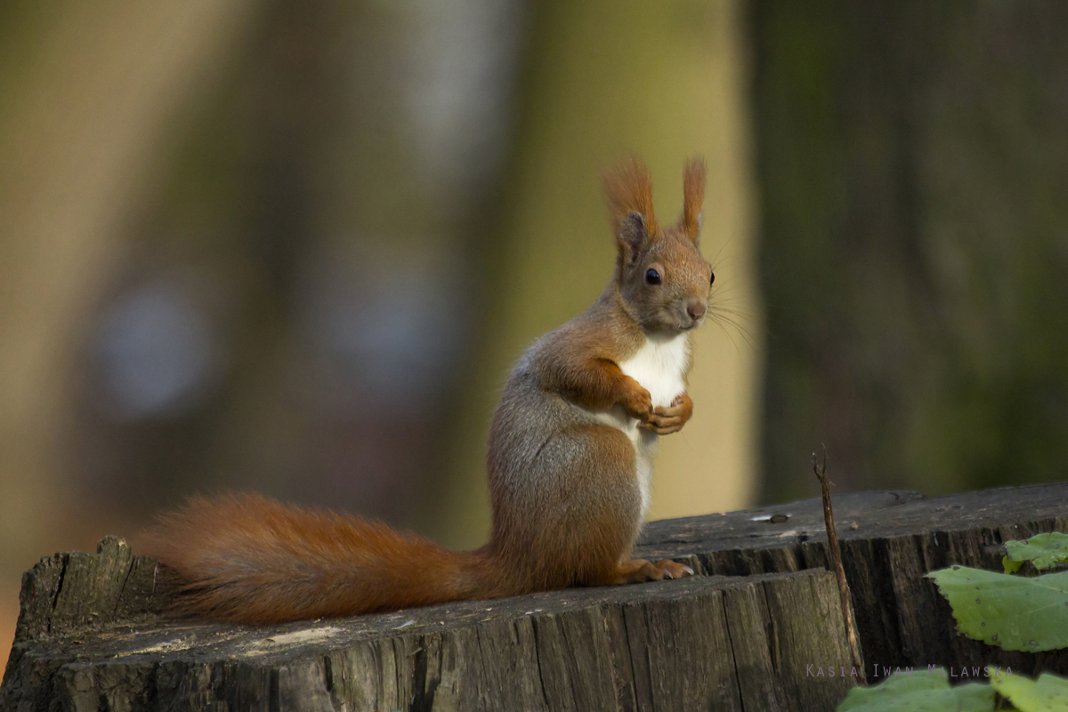 Wiewirka, Sciurus, vulgaris, pospolita, ssaki