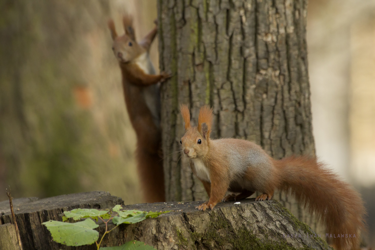 squirrel, Sciurus, vulgaris, Eurasian, Red, Squirrel