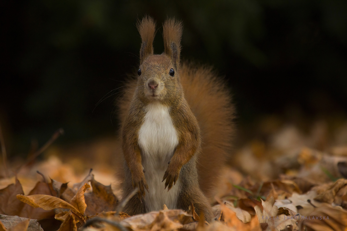 Wiewirka, Sciurus, vulgaris, pospolita, ssaki