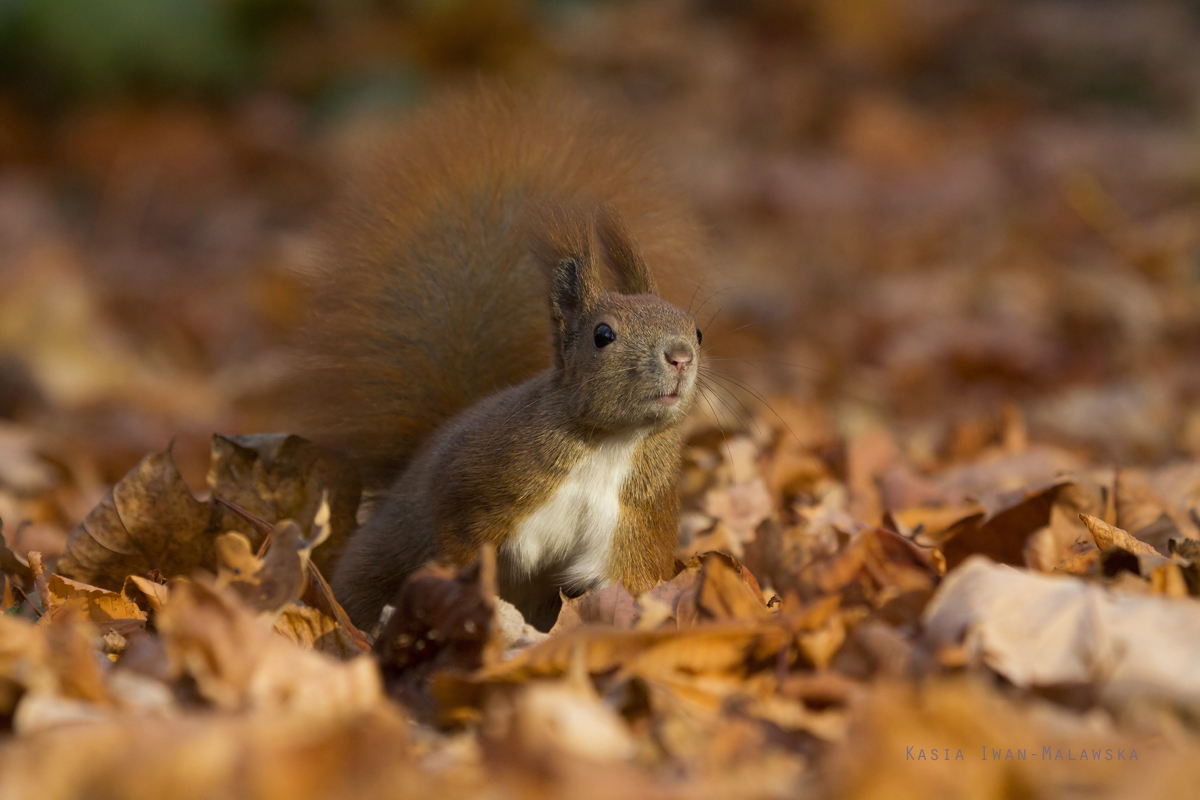 Wiewirka, Sciurus, vulgaris, pospolita, ssaki