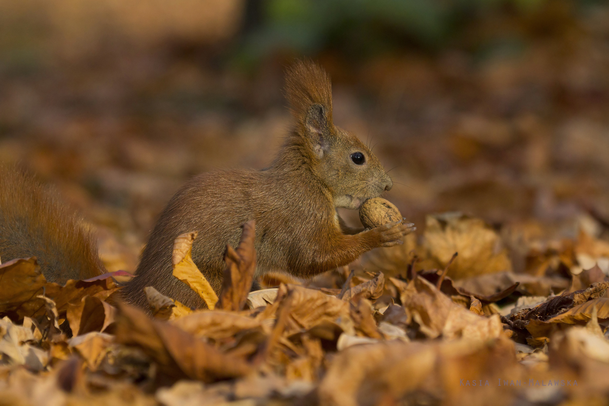 Wiewirka, Sciurus, vulgaris, pospolita, ssaki