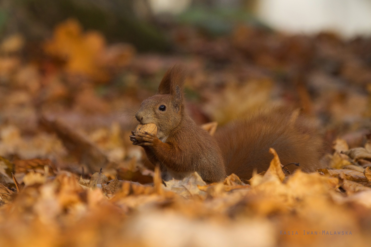 squirrel, Sciurus, vulgaris, Eurasian, Red, Squirrel