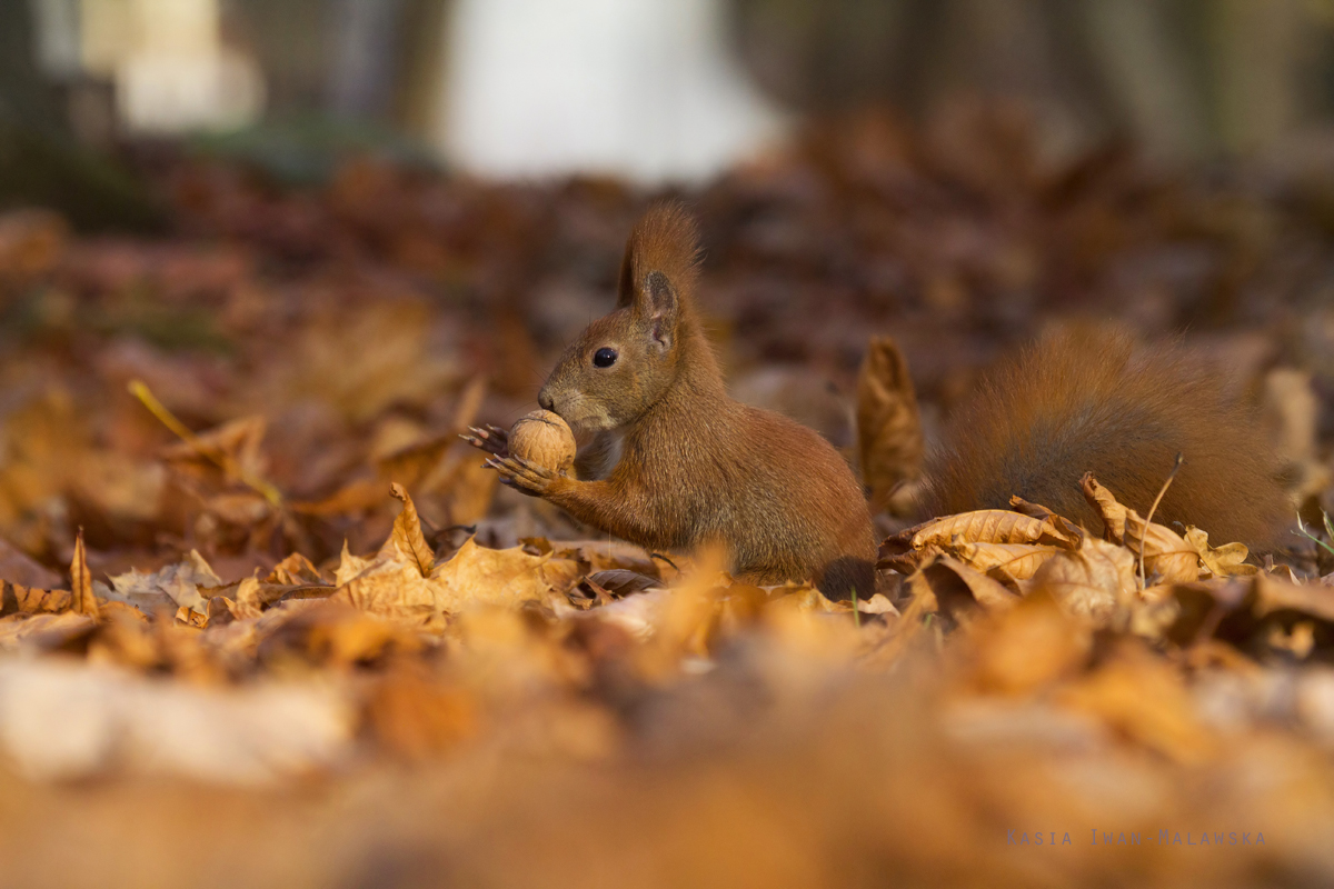 Wiewirka, Sciurus, vulgaris, pospolita, ssaki