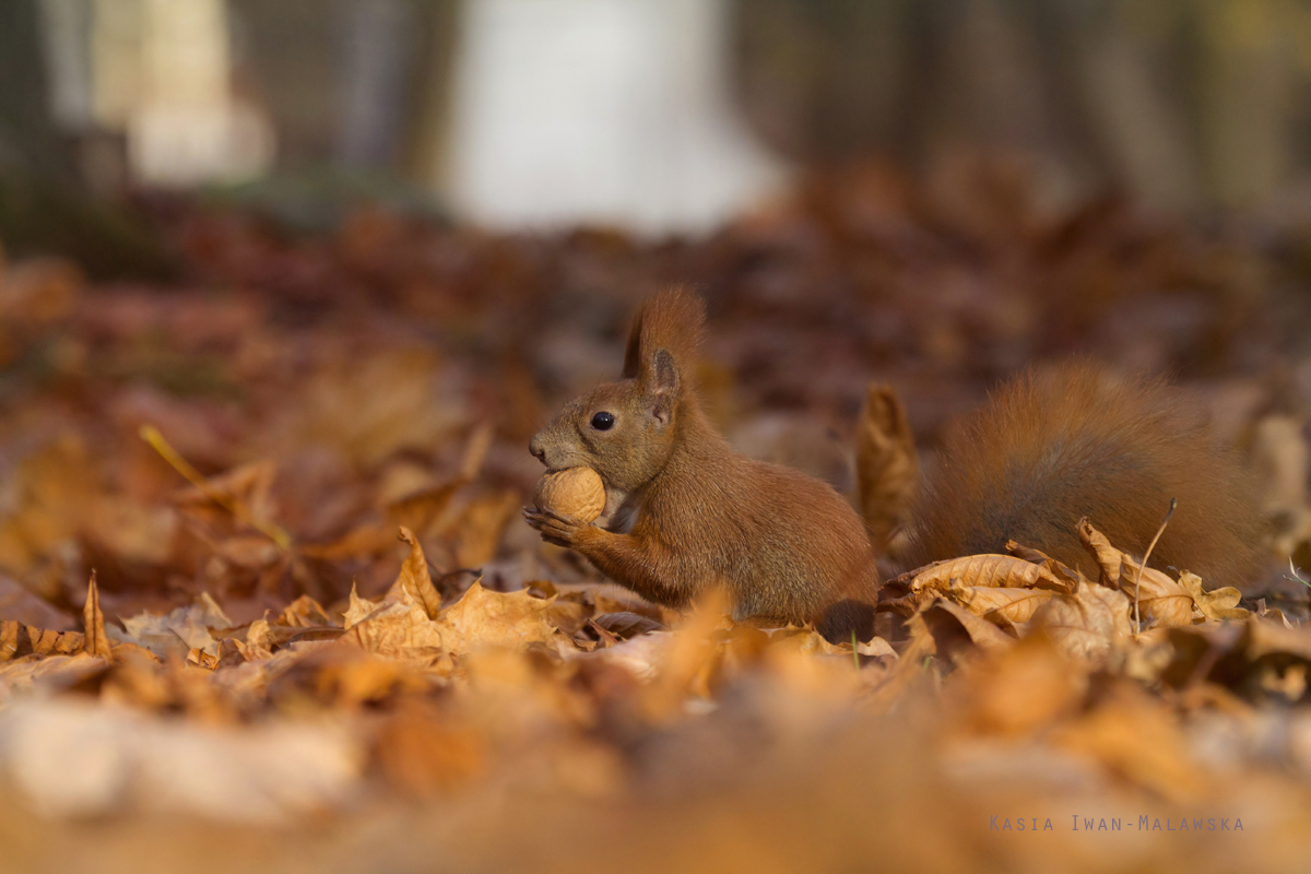 Wiewirka, Sciurus, vulgaris, pospolita, ssaki