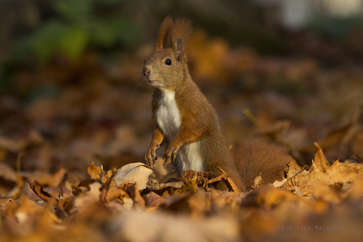 Wiewirka, Sciurus, vulgaris, pospolita, ssaki