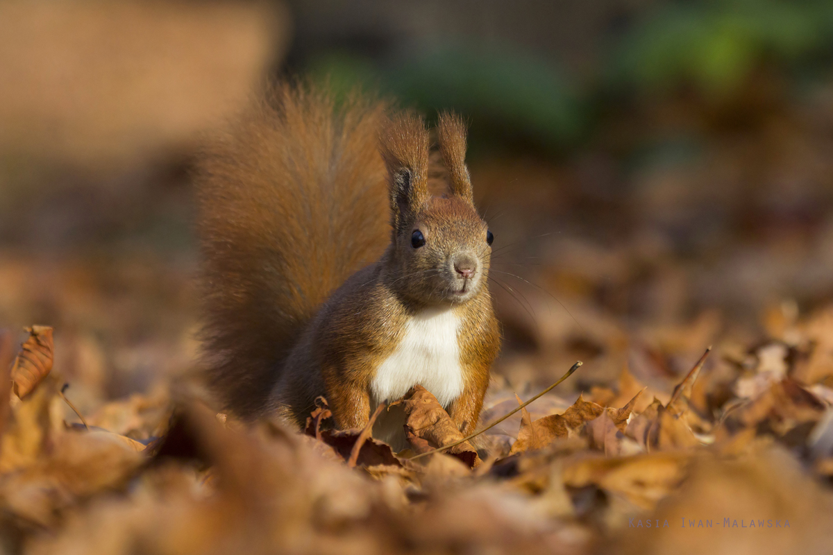 Wiewirka, Sciurus, vulgaris, pospolita, ssaki