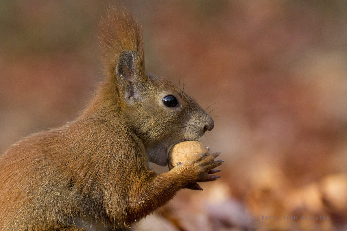 squirrel, Sciurus, vulgaris, Eurasian, Red, Squirrel