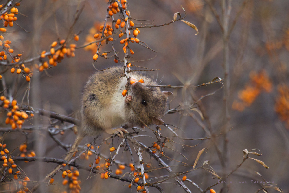 rat, Brown, Rottus, norvegicus, Common, Rat