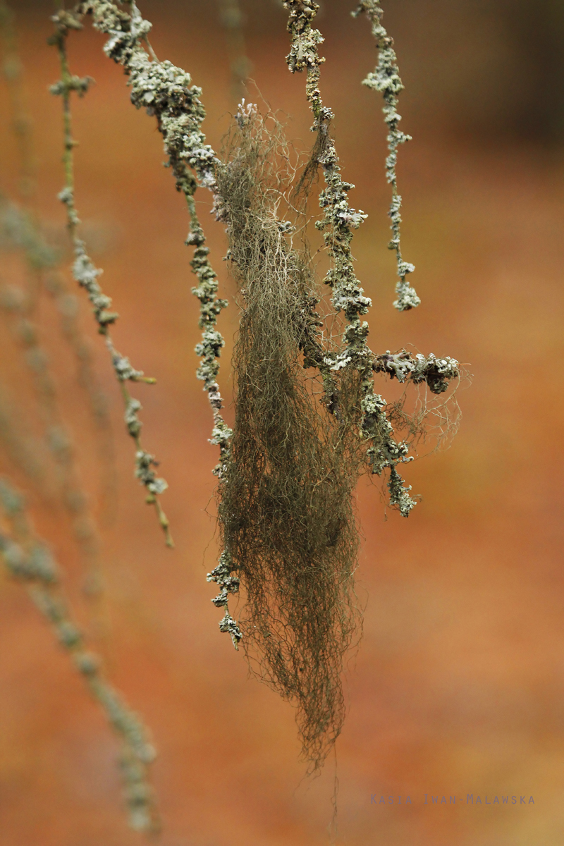Fishbone, beard, lichen, Usnea, filipendula