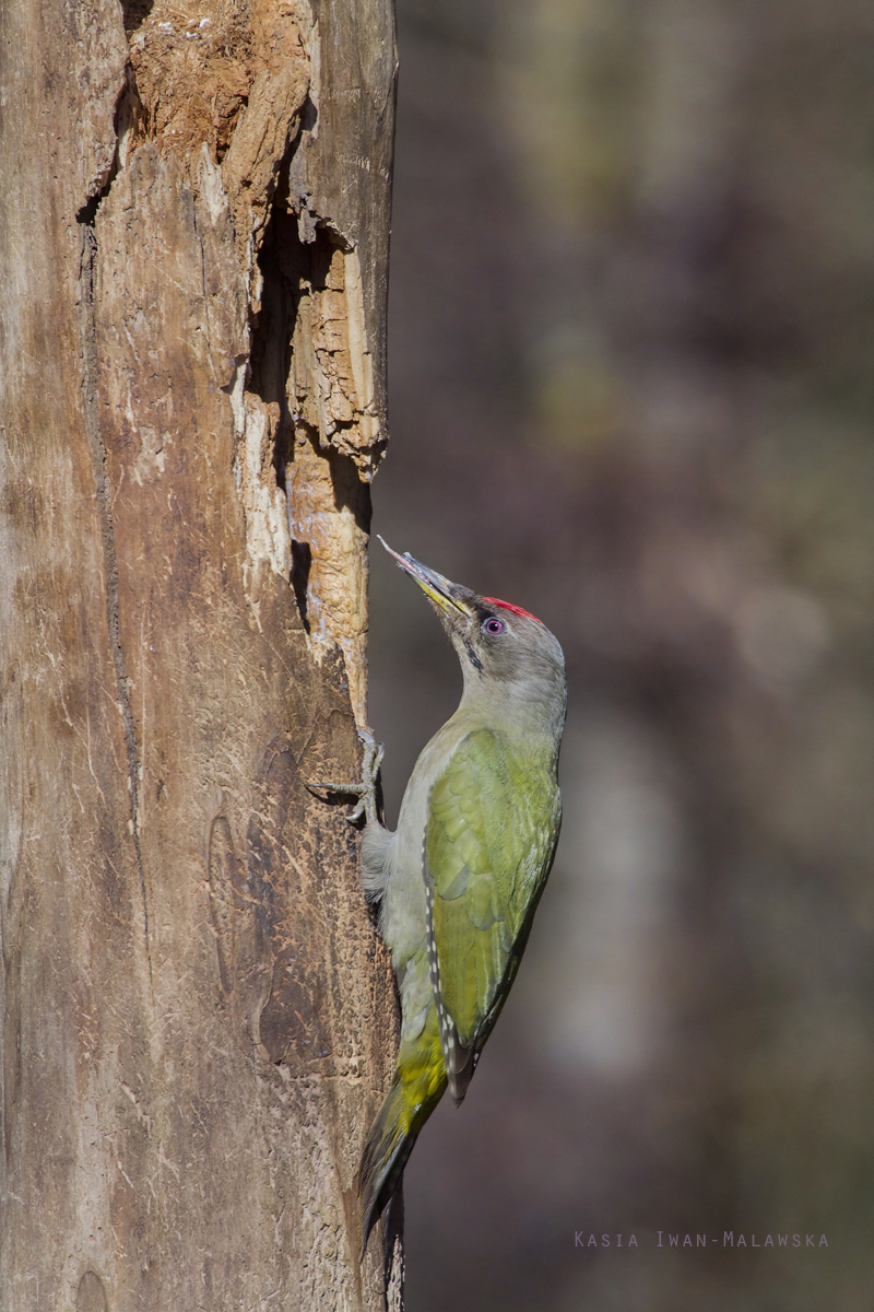 Grey-headed, Picus, canus, Grey-faced, Woodpecker