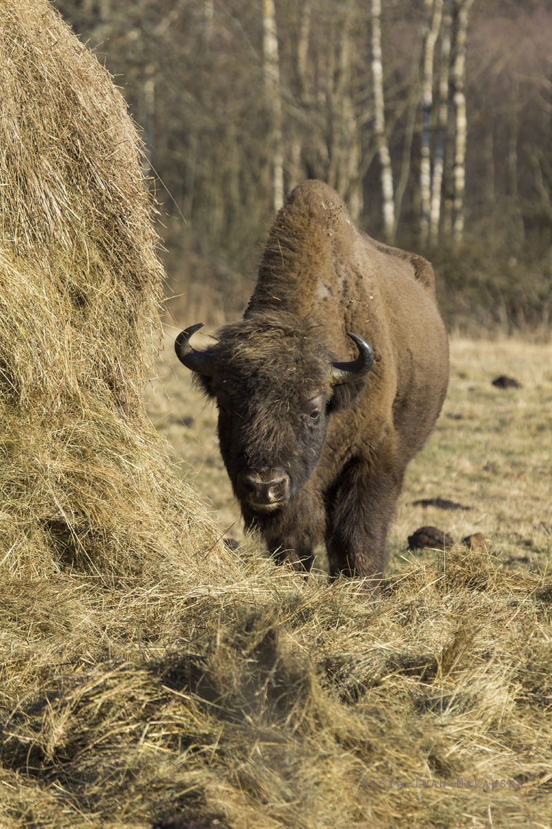 bison, European, Bison, bonasus, wisent