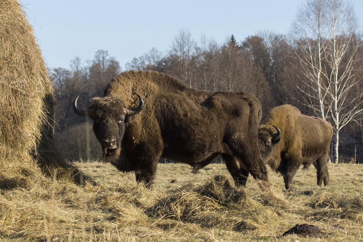 bison, European, Bison, bonasus, wisent