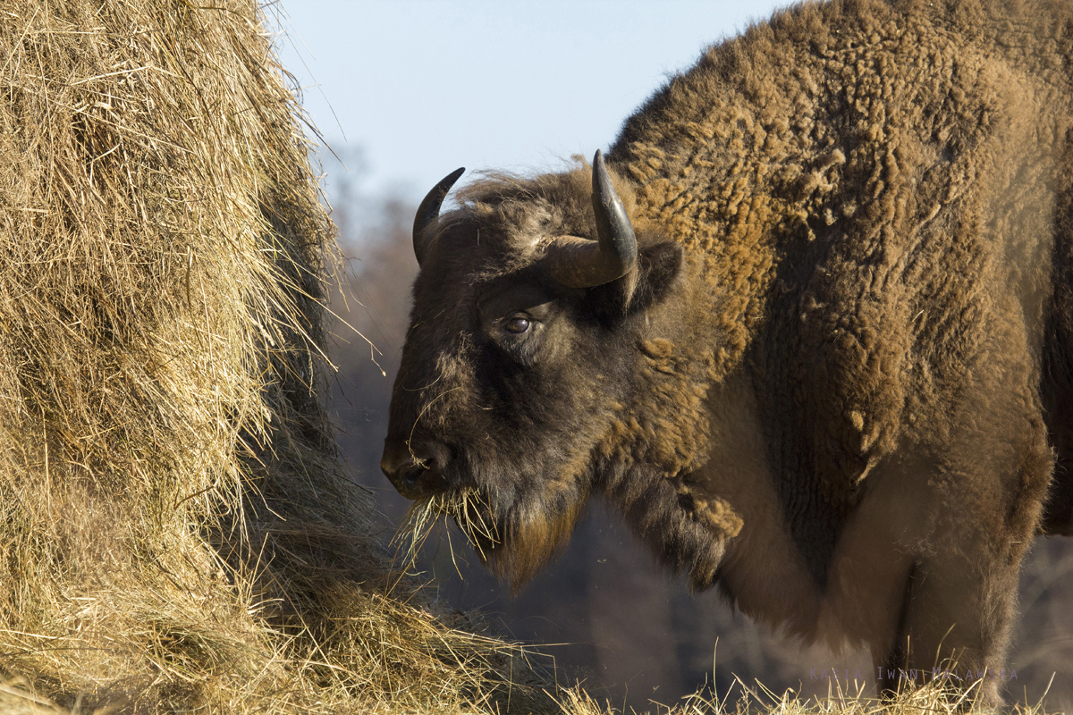 bison, European, Bison, bonasus, wisent