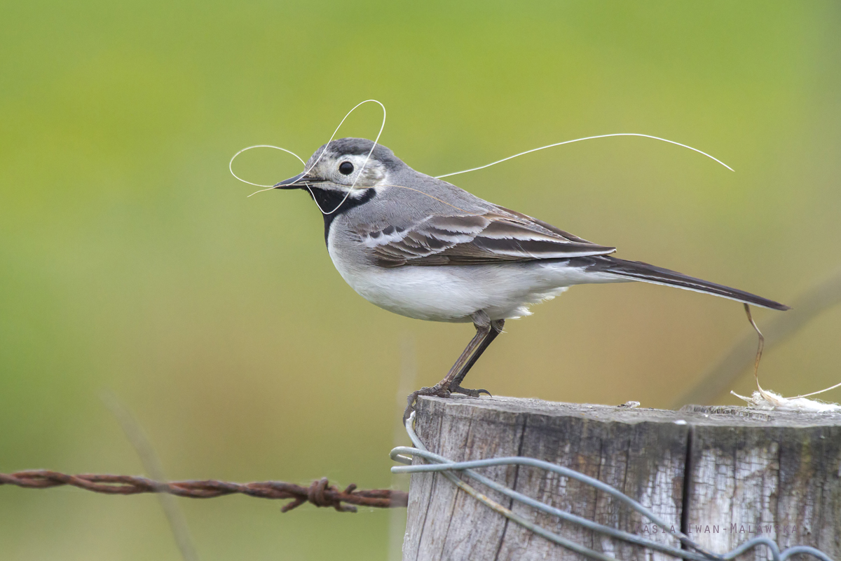 White, Wagtail, Motacilla, alba