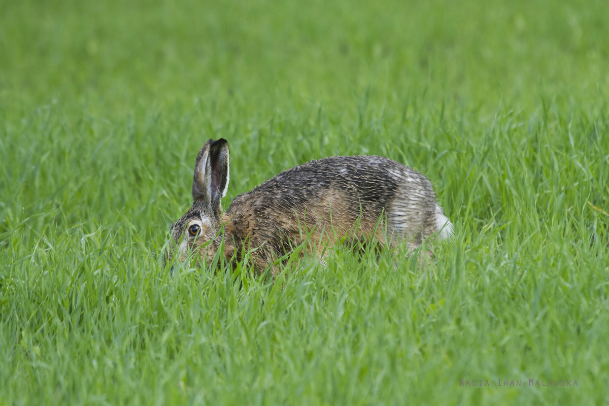 European, Lepus, europaeus, Brown, Hare, Eastern, Jackrabbit