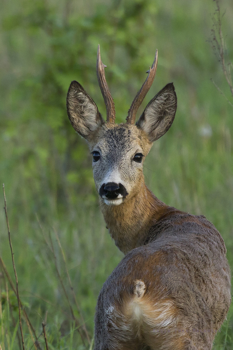 Sarna, Capreolus, capreolus, ssaki