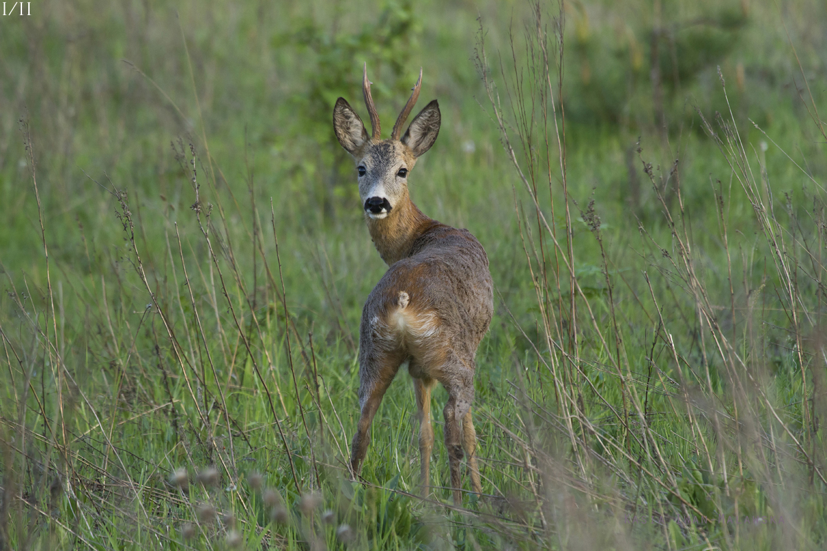 Roe, Deer, Capreolus, capreolus