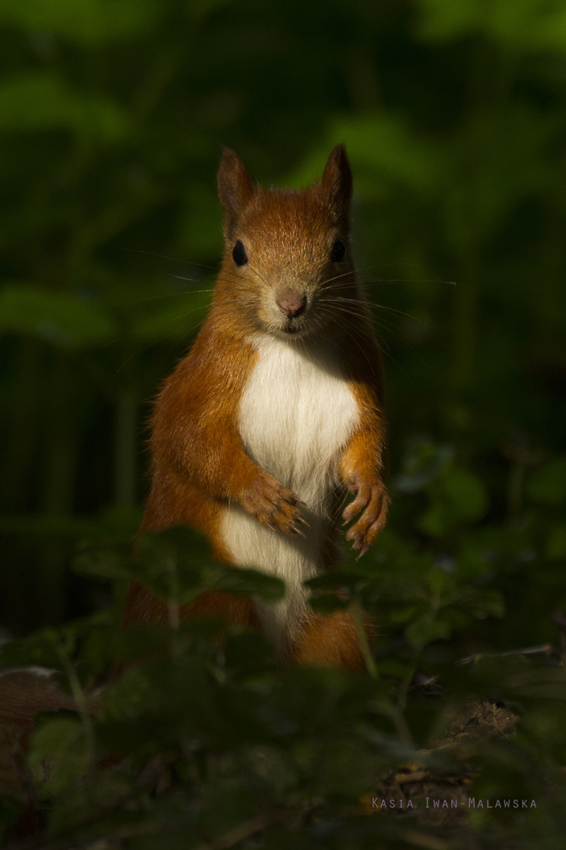 Wiewirka, Sciurus, vulgaris, pospolita, ssaki