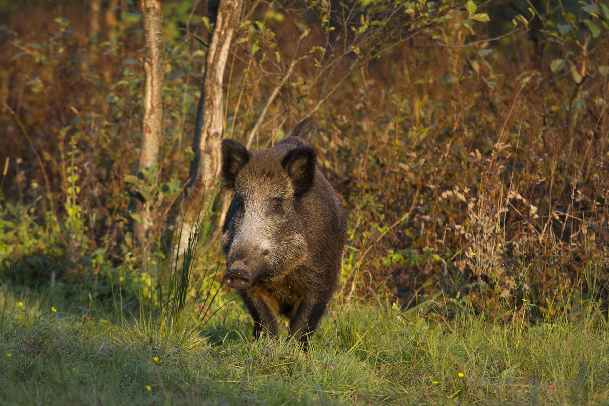 Dzik, Sus, scrofa, ssaki