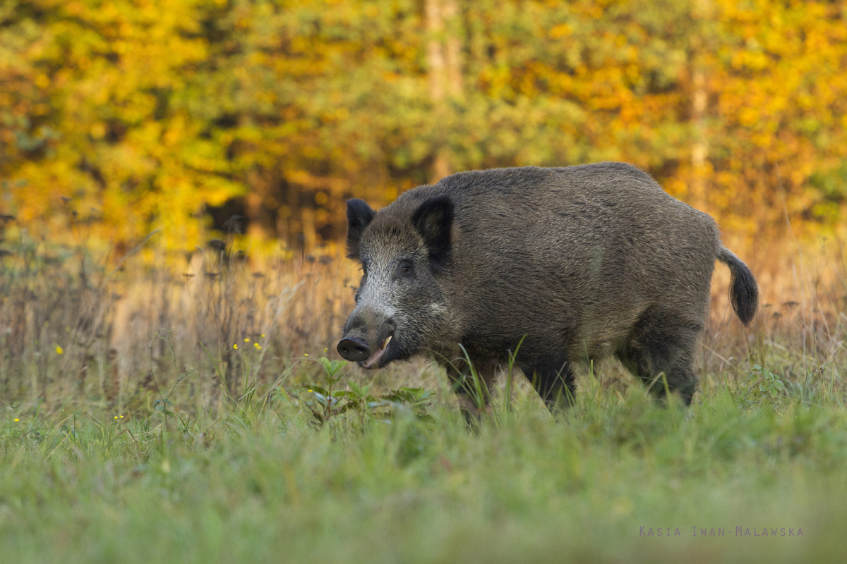 Dzik, Sus, scrofa, ssaki