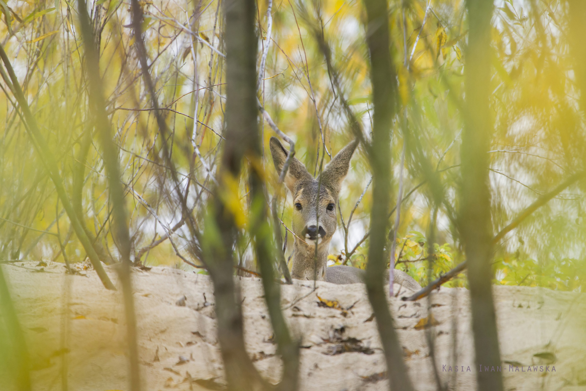 Roe, Deer, Capreolus, capreolus